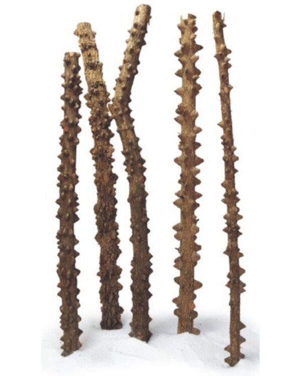 HAQUOSS EYES WOOD SMALL 20/30cm