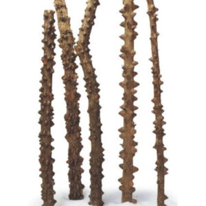 HAQUOSS EYES WOOD LARGE 40/50cm