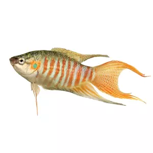 MANGIMI BASE PER PESCI TROPICALI