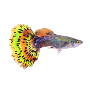 MANGIMI PER BETTA E GUPPY