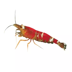 MANGIMI PER GAMBERETTI E CARIDINE