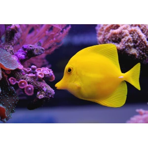 MANGIMI PER PESCI MARINI