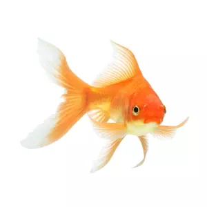 MANGIMI PER PESCI ROSSI