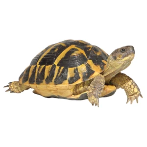 MANGIMI PER RETTILI, TARTARUGHE TERRESTRI ED ANFIBI