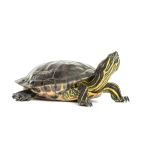 MANGIMI PER TARTARUGHE ACQUATICHE