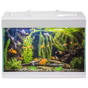 HAQUOSS EVOLUTION 40 - STARTER - BIANCO/WHITE
