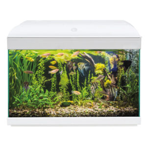 HAQUOSS EVOLUTION 50 - STARTER - BIANCO/WHITE